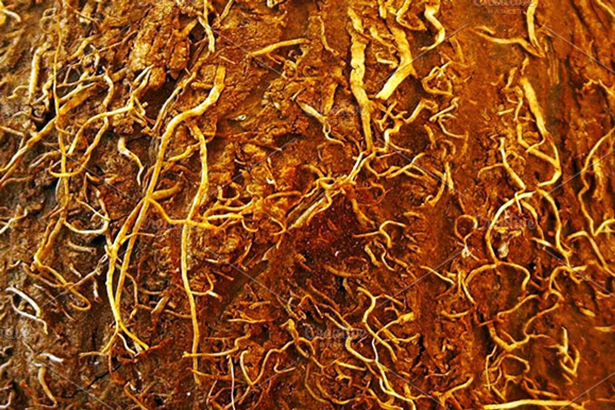 Coconut Texture