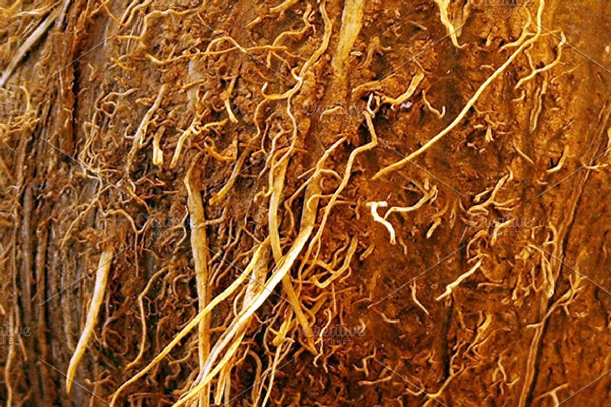 Coconut Texture 4 Coconut Texture